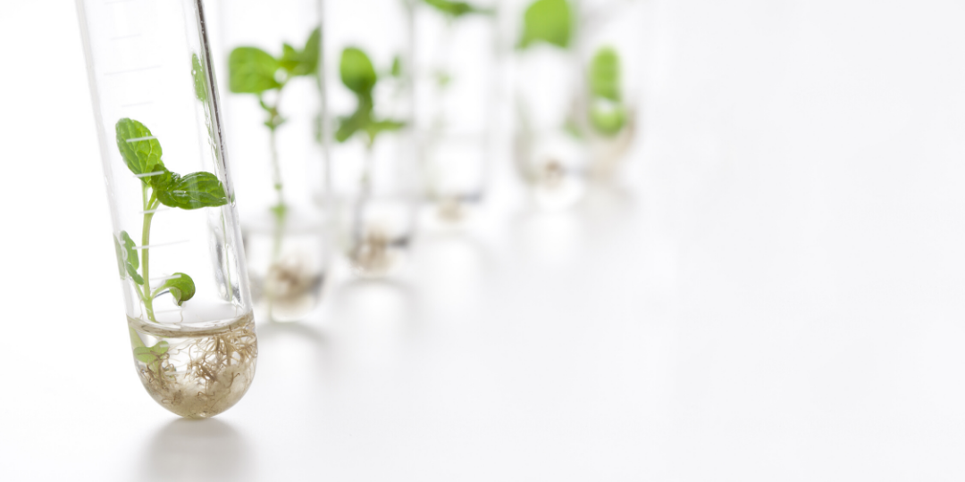 Microbiome in Practice: Assessing OTC Options