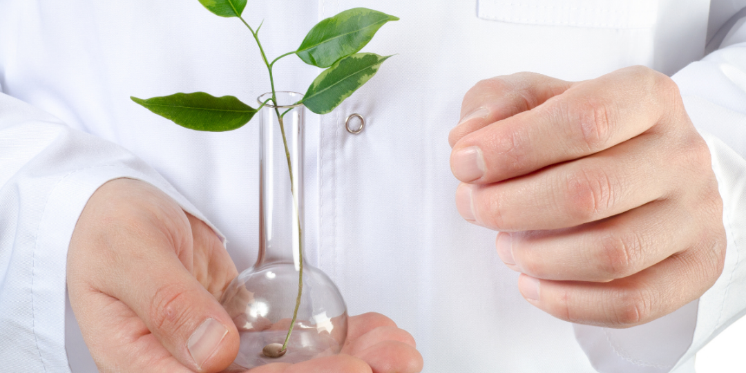 Efficacy of Topical Botanical Treatment of Children With Mild to Moderate Atopic Dermatitis
